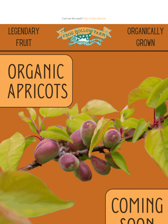 Sweet Organic Apricots! 🥳🐸 Almost Here!