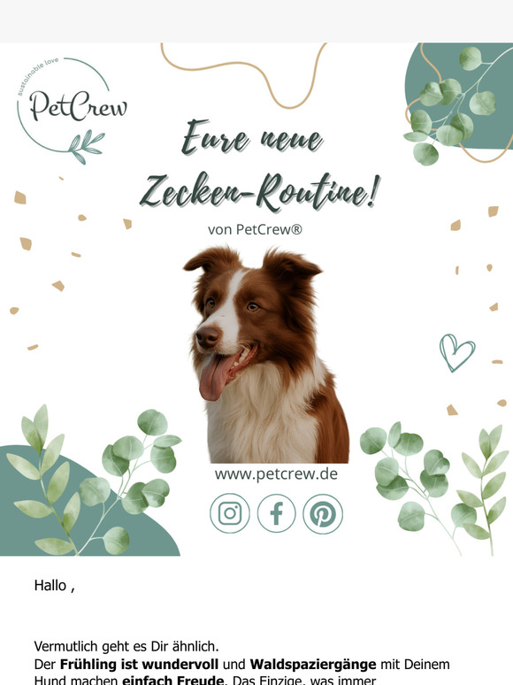 Anleitung zum Zecken-Check bei Hunden 🩺