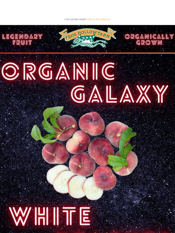 Galaxy White Peaches! 🍑 Our 1st Peaches to Harvest!