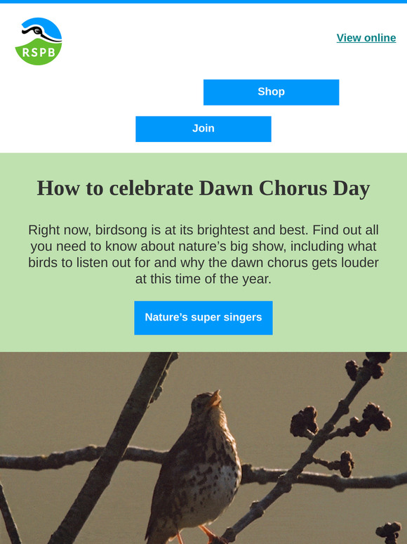 Your guide to the dawn chorus
