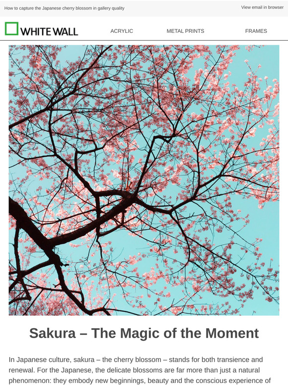 From Petal to Print – Bringing Sakura to Your Home