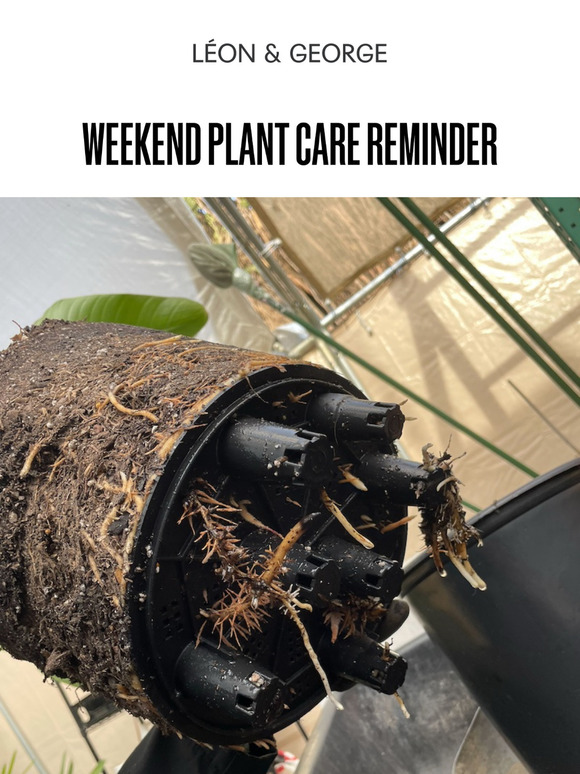 Weekend Plant Care Reminder
