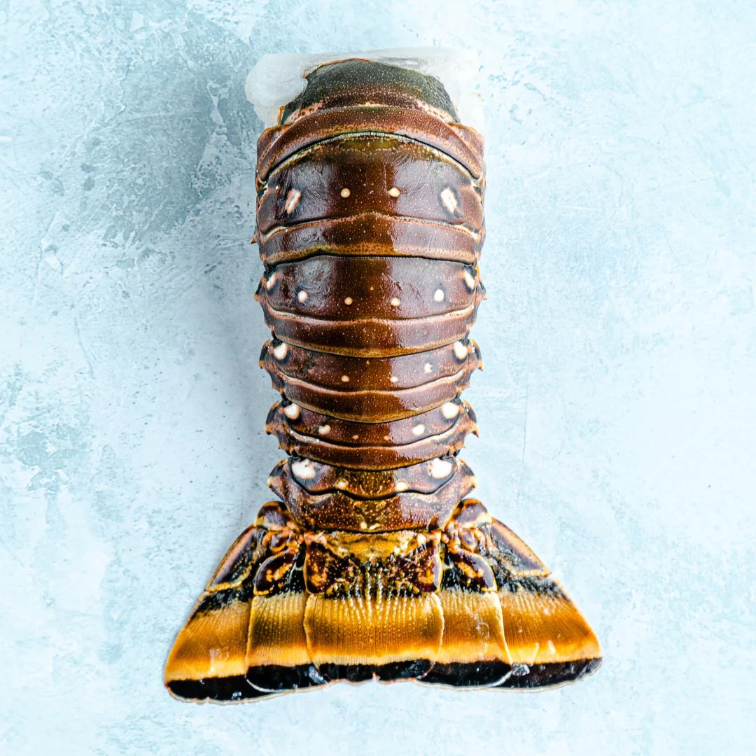 Image of Wild Caribbean Rock Lobster Tail