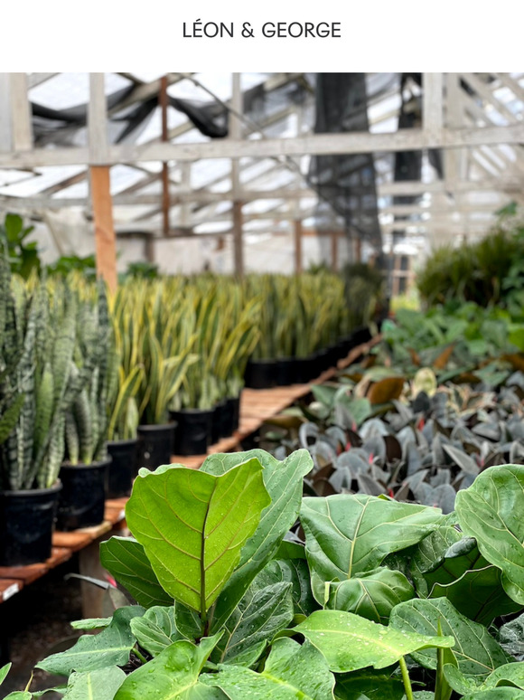 Fresh arrivals at our greenhouse 🌿
