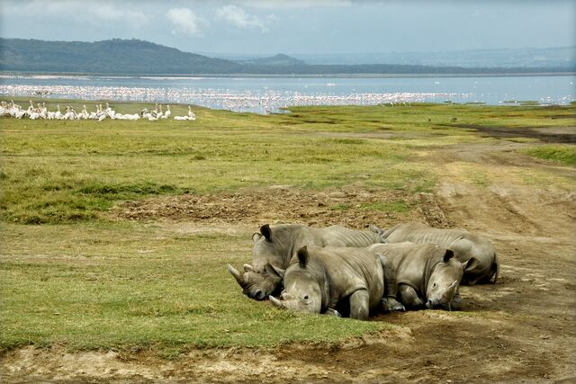 Spot rhinos on a safari in Kenya