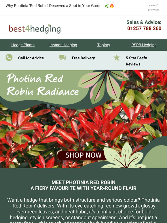 Bold & Brilliant: Photinia 'Red Robin' in Full Glory ❤️🌿