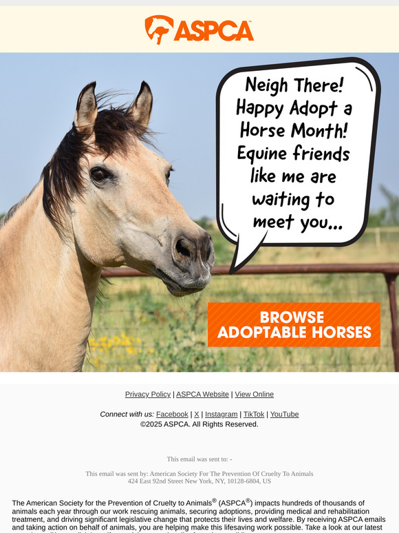 Pick Your Favorite Horse! [Adopt a Horse Month]