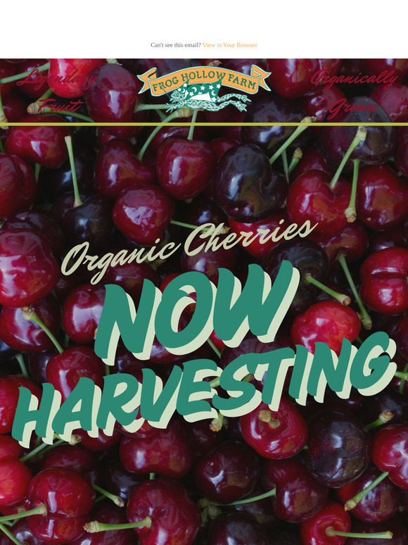 Organic Cherries! 🍒 Now Harvesting!