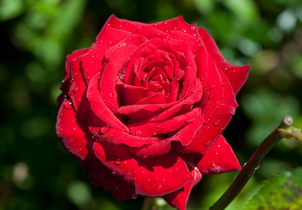 A Baccara Rose, damp after recent rain, pictured against a background of green foliage.
