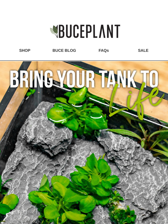 WARNING ⚠️ These Aquarium Plants Will Steal the Show