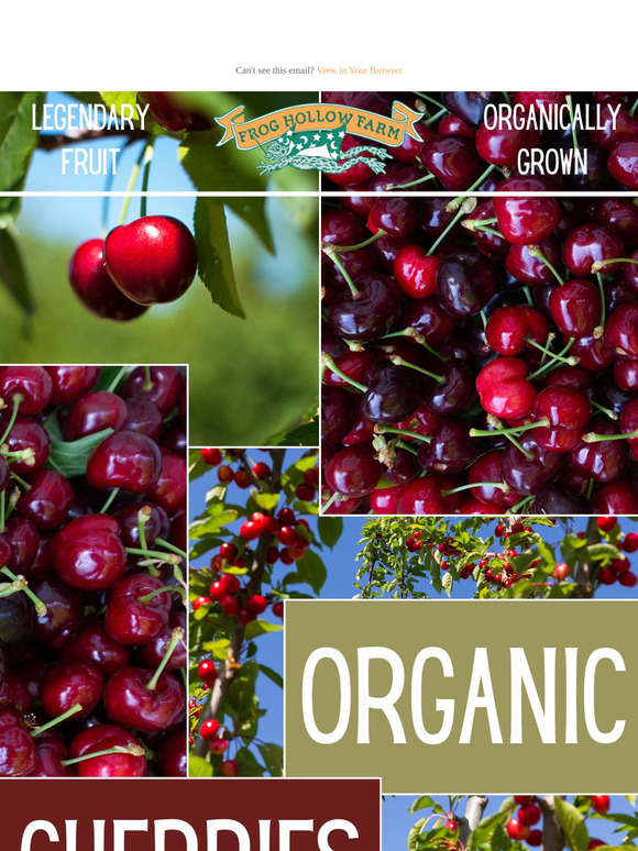 🍒 Fresh Organic Cherries Just Harvested!