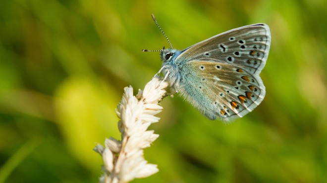 A Common blue Butterfly on a wheat head