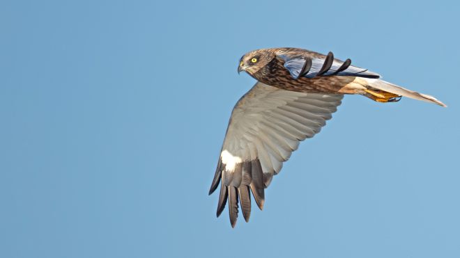 Marsh Harrier in mid air