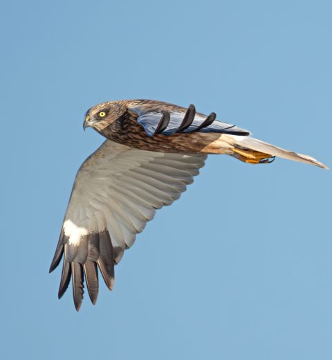 Marsh Harrier in mid air