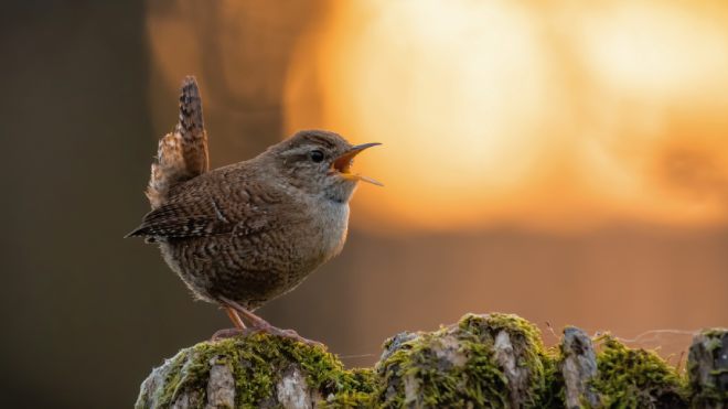 A Wren signing at dawn