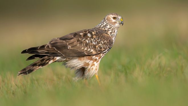 A Hen Harrier on the ground in long grass
