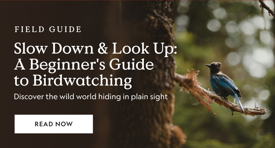 Slow Down & Look Up: A Beginner’s Guide to Birdwatching