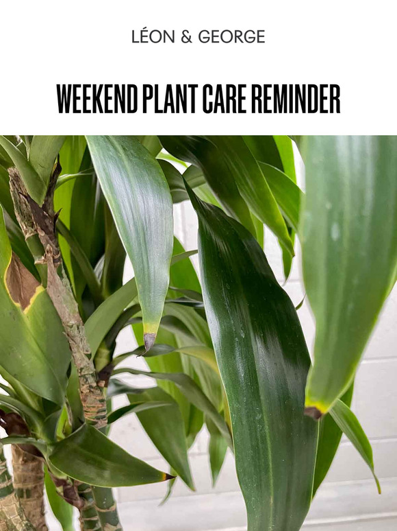 Weekend Plant Care Reminder