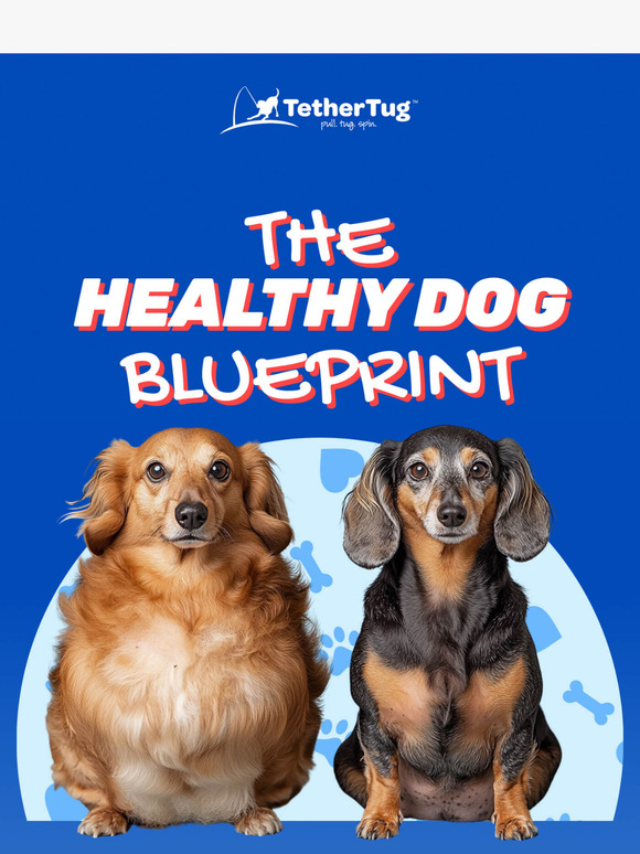The 3-Step System To Your Dog’s Fitness