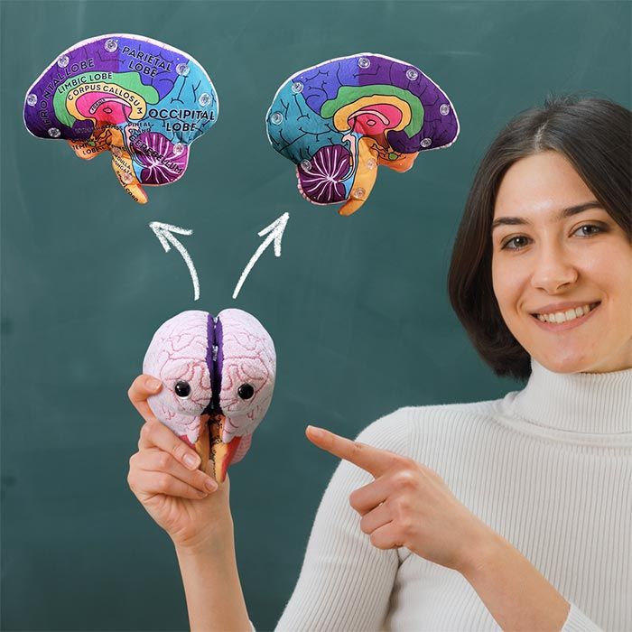 Teacher showing Brain Model plush