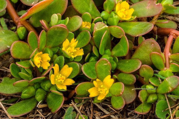 Plant sex and the city | bioGraphic