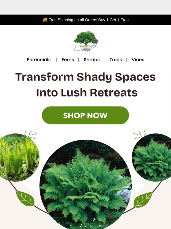 Fill the Shade with Beauty – 3 Ferns for the Price of 1