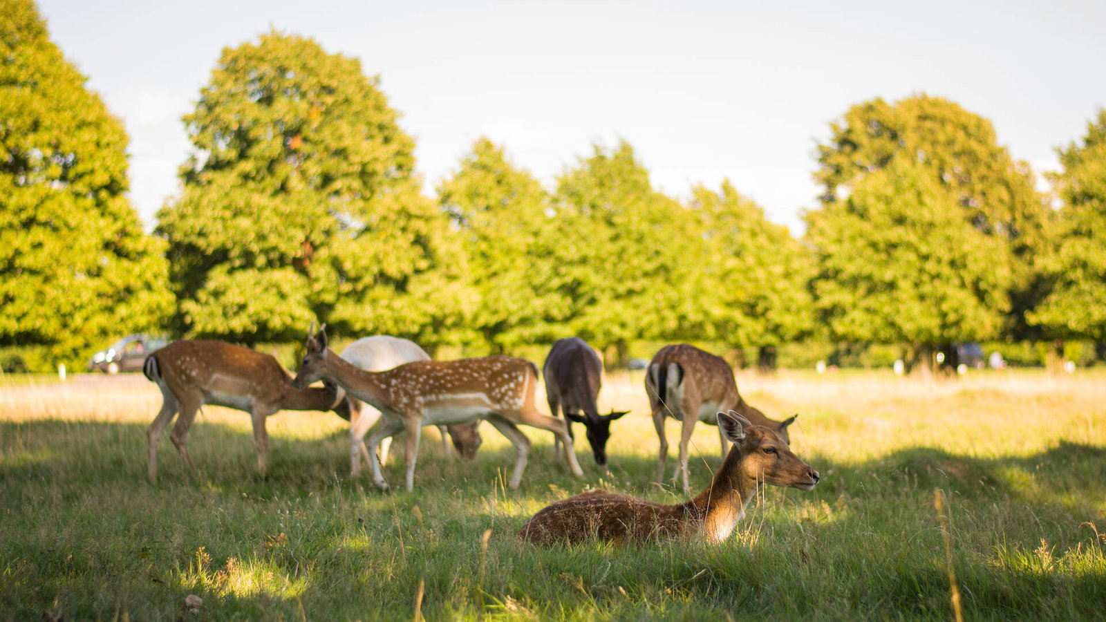 Deer