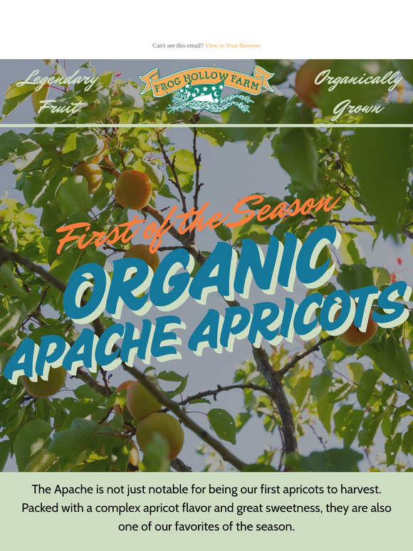 First of the Season! 😍 Organic Apache Apricots!