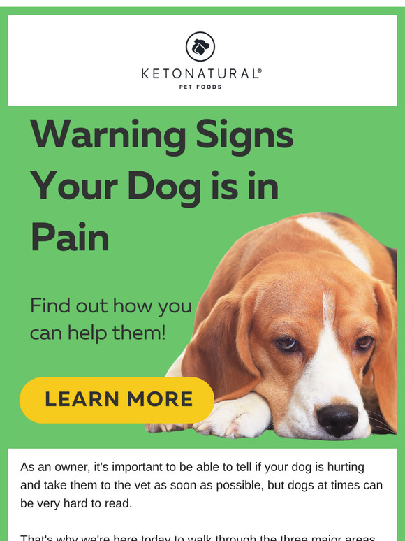 Do you know if your dog is in pain?