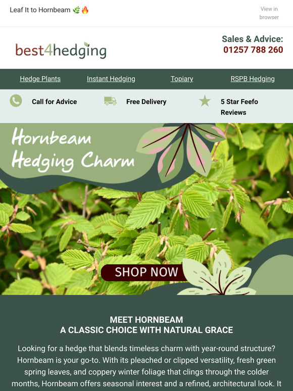 Sculpt Your Space with Hardy Hornbeam Beauty 🌳🍃
