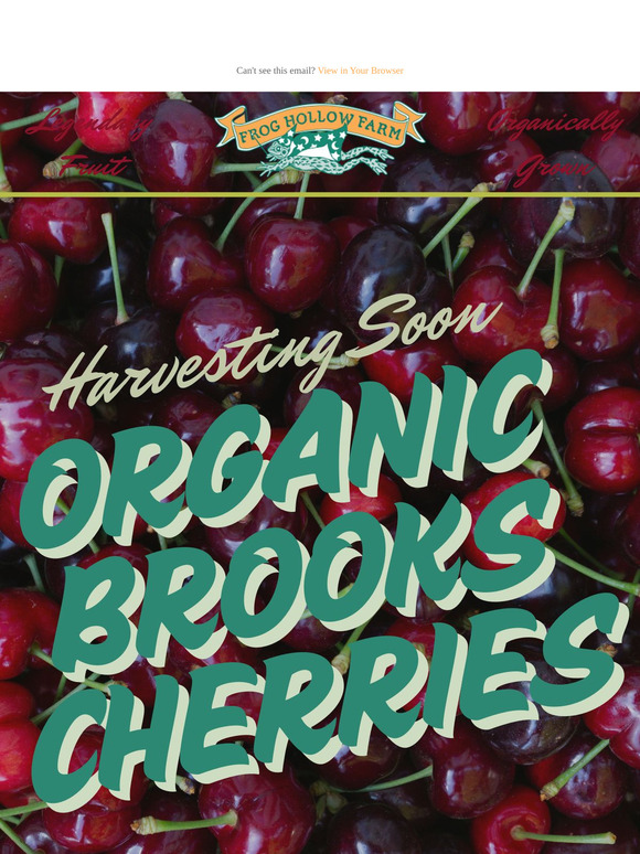 Organic Brooks Cherries! 🍒 Harvesting Next!