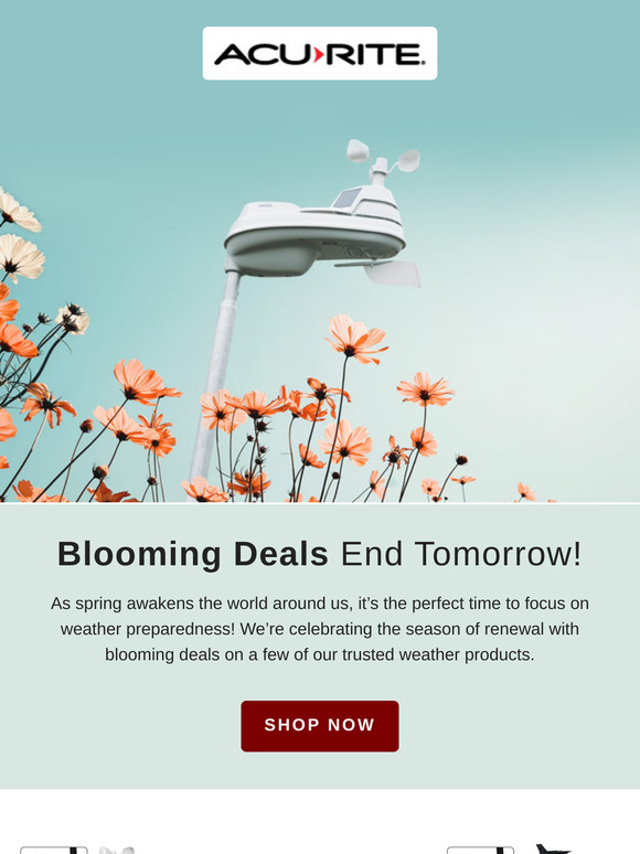 Last Chance for Blooming Deals! 🌸