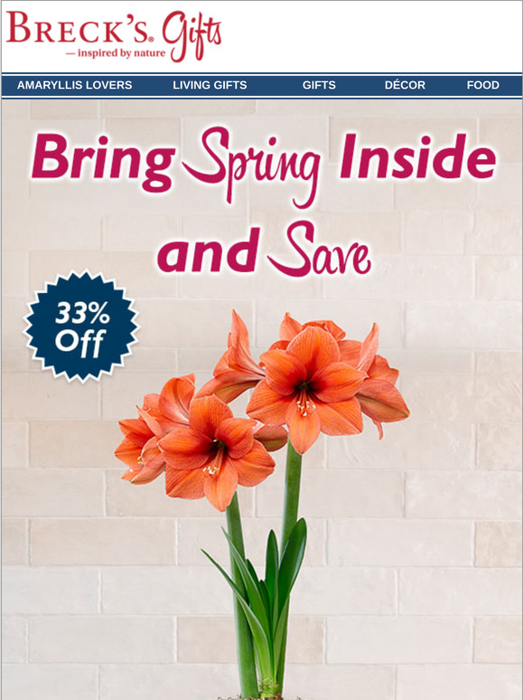 Save 33% on Desire Amaryllis