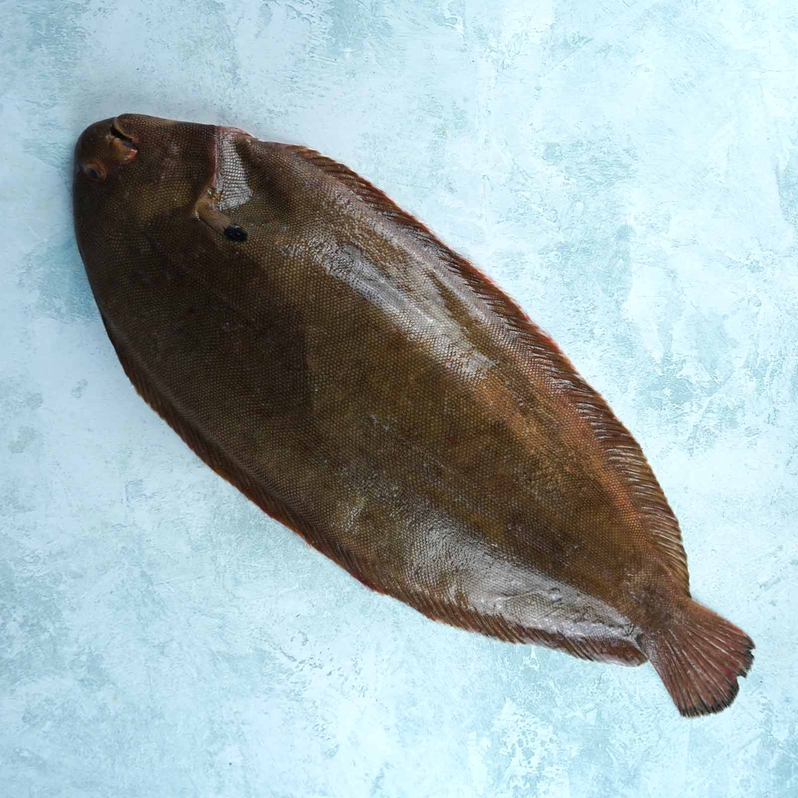 Image of Whole Wild British Dover Sole - Cleaned