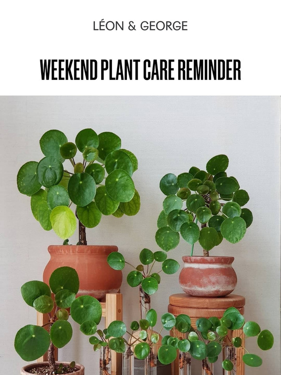 Weekend Plant Care Reminder