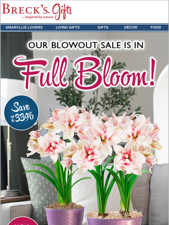 End-of-Season Savings on Amaryllis Gifts & More!