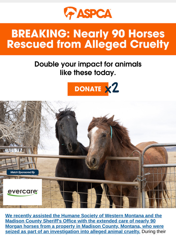 Nearly 90 Horses Rescued [Match Your Gift]