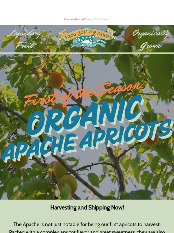 Harvesting Now! 🥳 Organic Apache Apricots!
