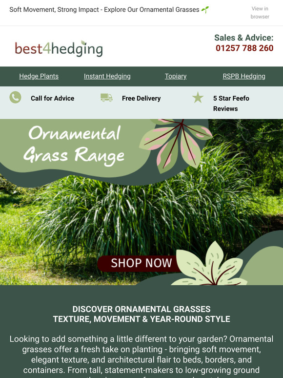 Ornamental Grasses to Transform Your Garden 🌾✨