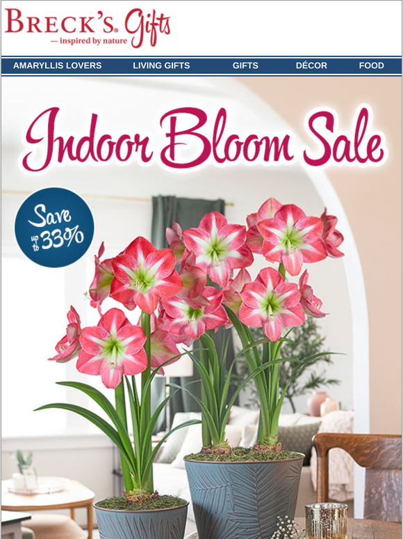 Our best amaryllis values.