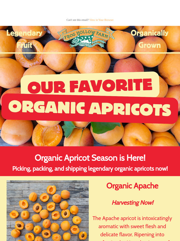 Now Harvesting Organic Apricots! 🤩
