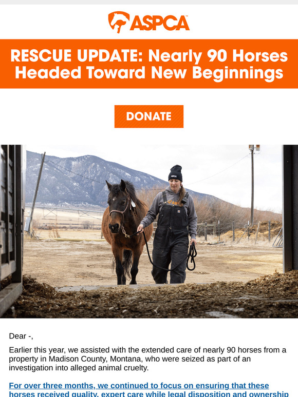 [Case Update]: Rescued Horses Head to Loving Homes