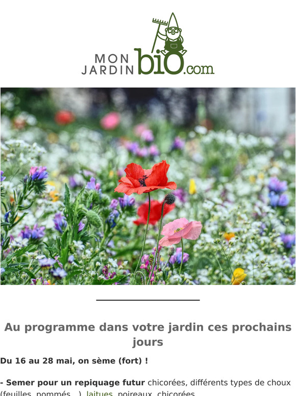 Semez et attirez les pollinisateurs au jardin 🐝