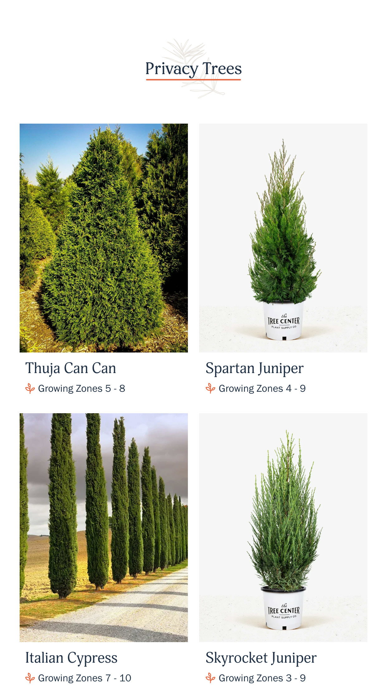 The Tree Center: Last Chance: Up to 37% Off Privacy Trees! 🌳 | Milled