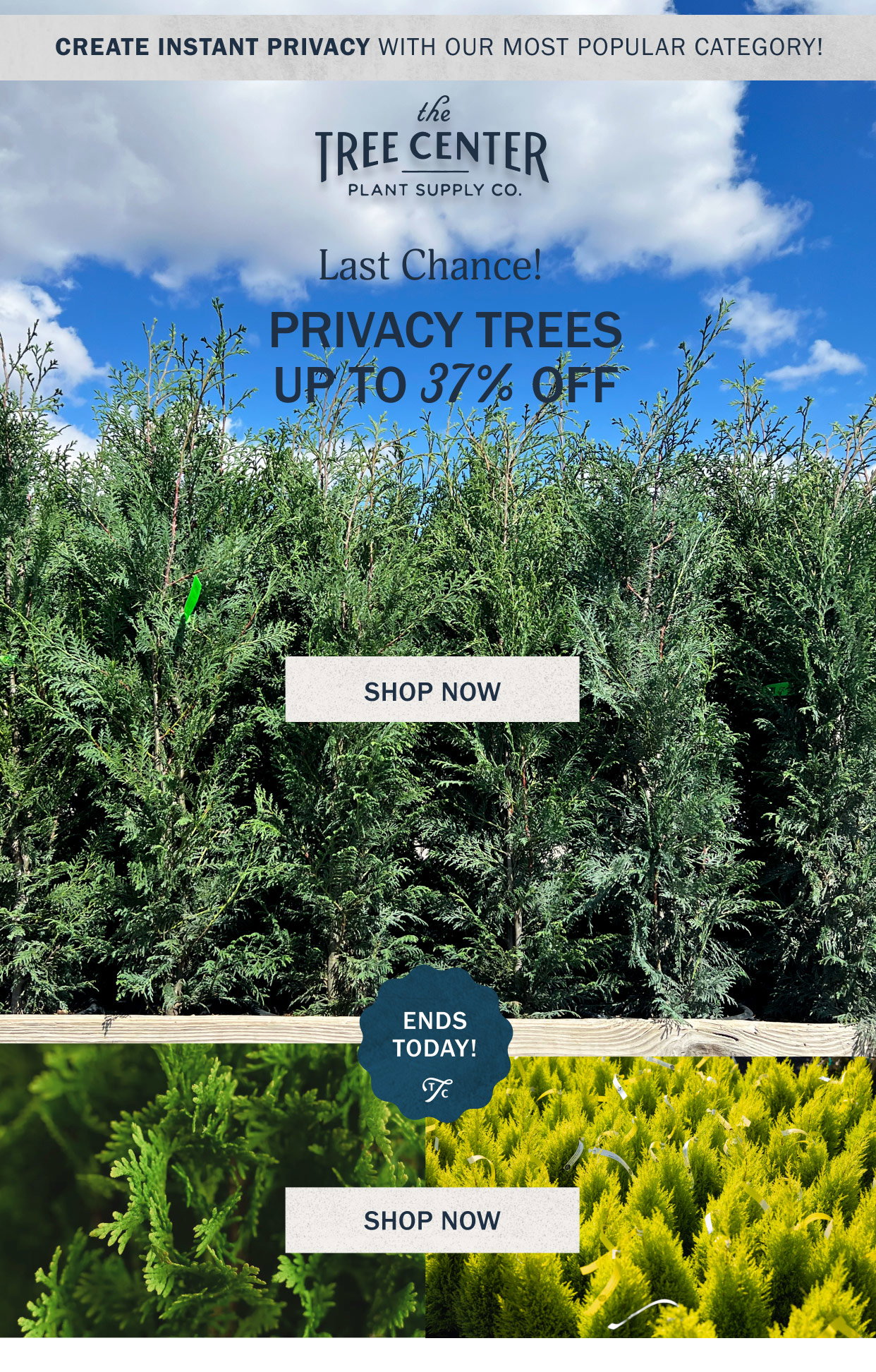 The Tree Center: Last Chance: Up to 37% Off Privacy Trees! 🌳 | Milled
