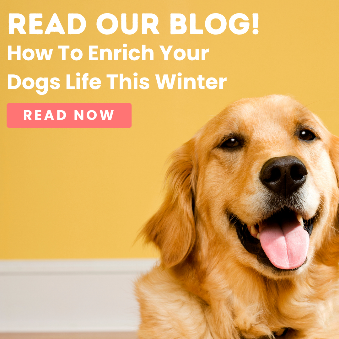 Read Our Blog - How To Enrich Your Dogs Life This Winter!