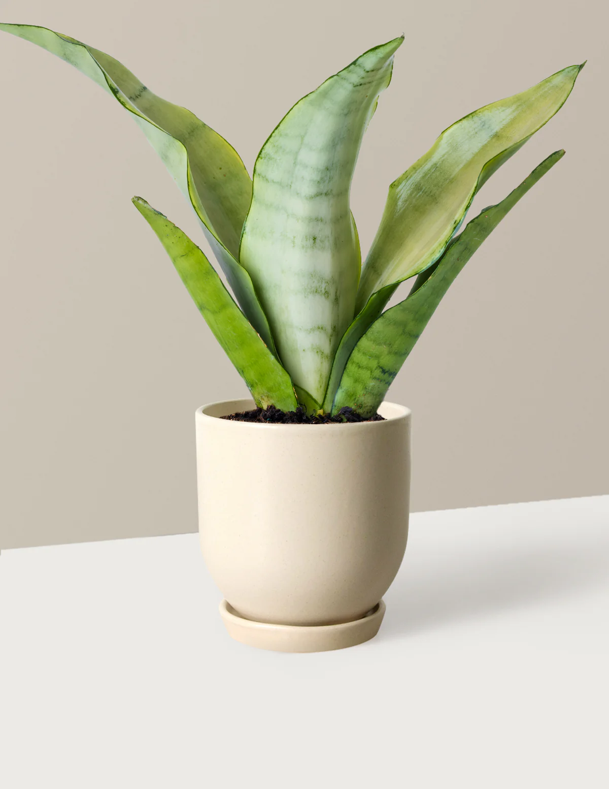 Image of Moonshine Snake Plant