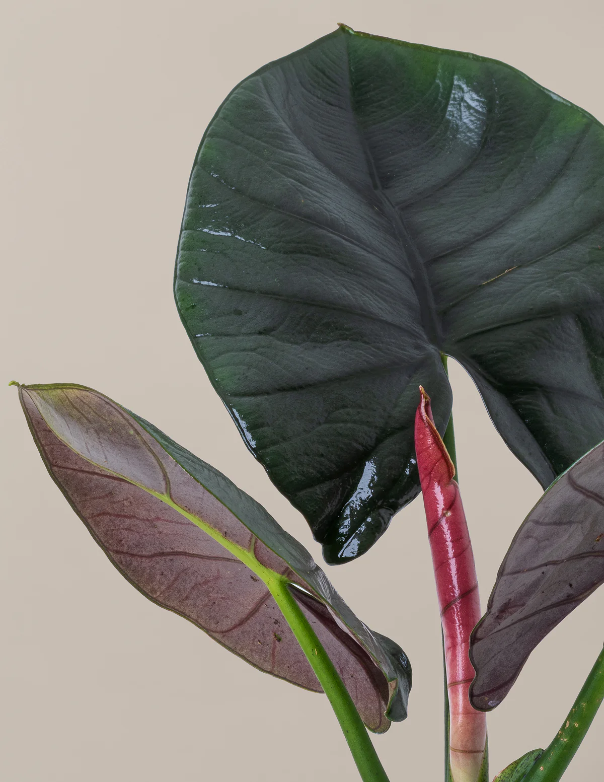 Image of Silver Velvet Alocasia