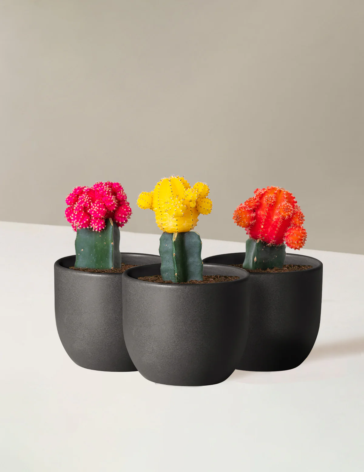 Image of Moon Cactus