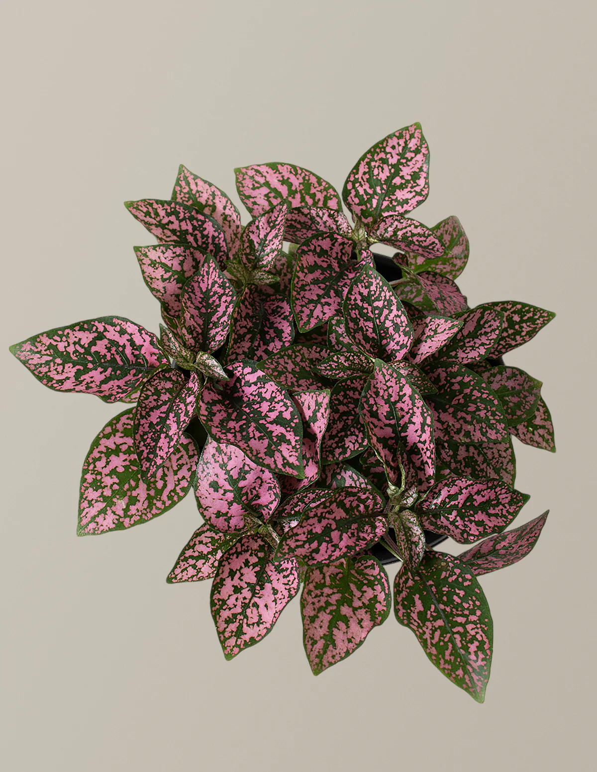 Image of Pink Polka Dot Plant
